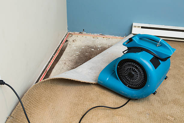 Best Water damage repair service  in Hampton, IL
